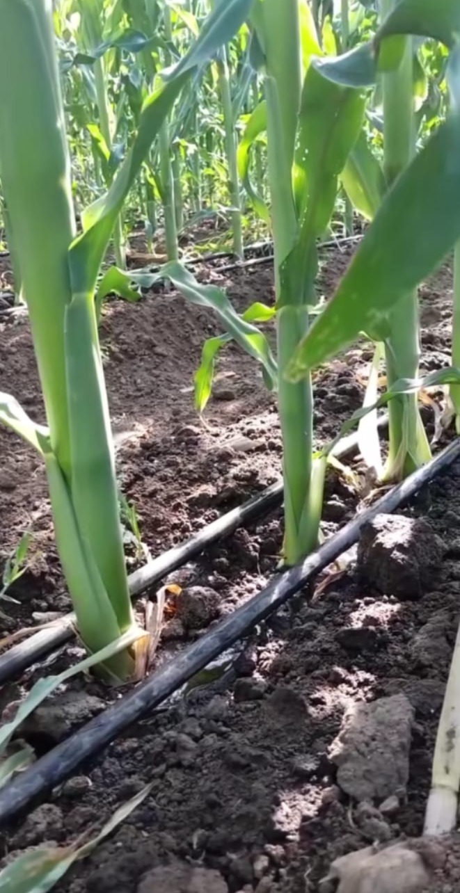 Campo de cultivo con riego